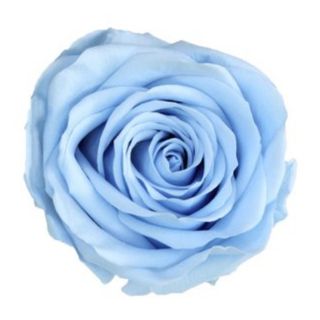 Rosa preservada celeste
