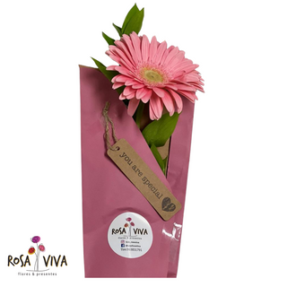 Gerbera no Pacote 