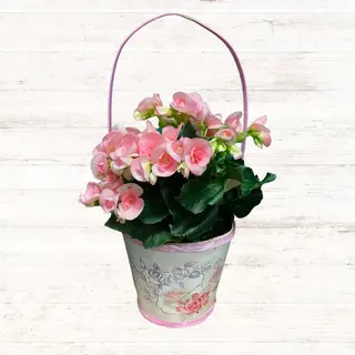 Begonia w  koszyczku
