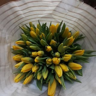 20 tulipani gialli