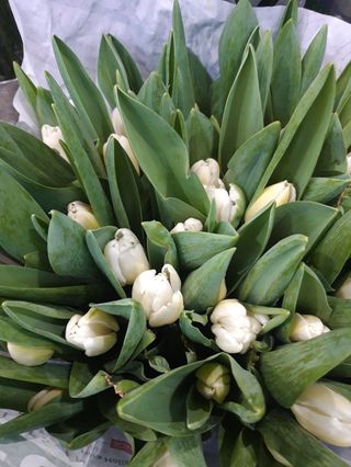 10 pezzi tulipani bianca extra bouquet 