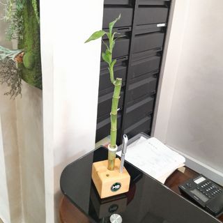 Un contenant en bois qui porte une plante luky bamboo et des stylos.