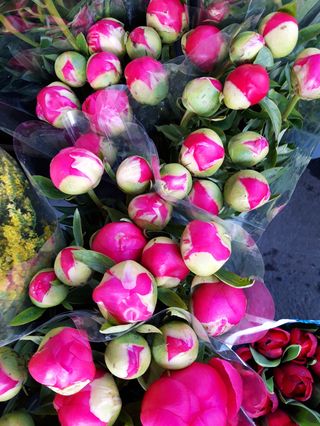 10 peonia salmone extra bellicimo 