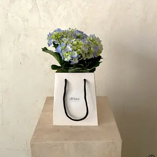 Hortensia azul en planta