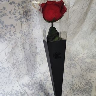 Trajna ruza u kutiji