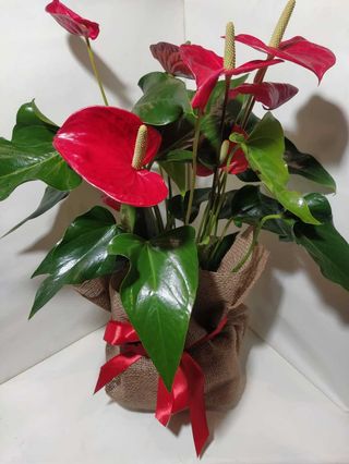 Pianta di Anthurium M