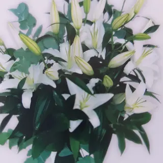 Ramo de Lilium Blanco