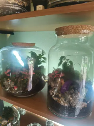 Terrarium grande con bonsai o calathea