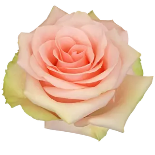 Rosa Rosa Flor Suelta (Por unidad/No es un ramo/No bouquet) 