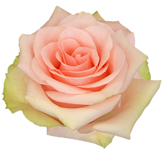  Rosa Rosa Básica - BK Single