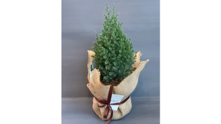 Drzewko ozdobne Stricta