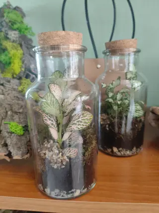 Terrarium piccolo con fittonie