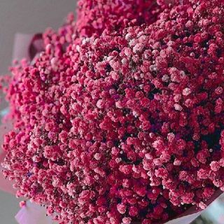 Ramo de Panicula Rosa