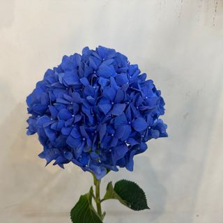 ჰოლანდიური ლურჯი ფერის ჰორტეზია