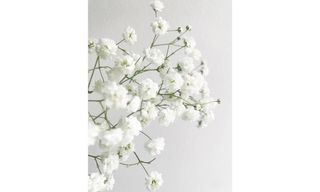 ლიმოიუმი თეთრი 1 ტოტი