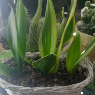 Pianta sanseveria con bazo paella bellissima dura tantissimo e a casa