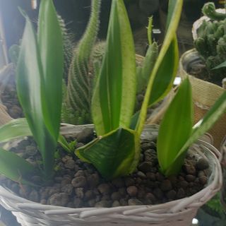 Pianta sanseveria con bazo paella bellissima dura tantissimo e a casa