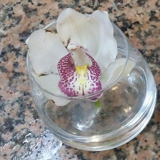 ORQUIDEA COM VIDRO