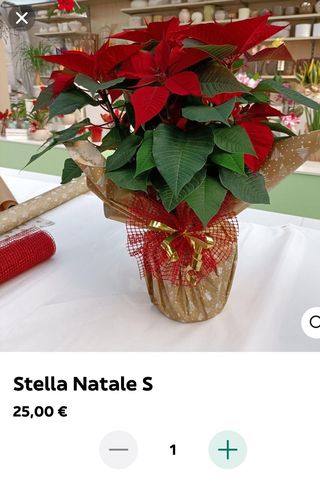 Stella di Natale Piccola