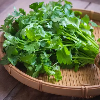 Coriandolo
