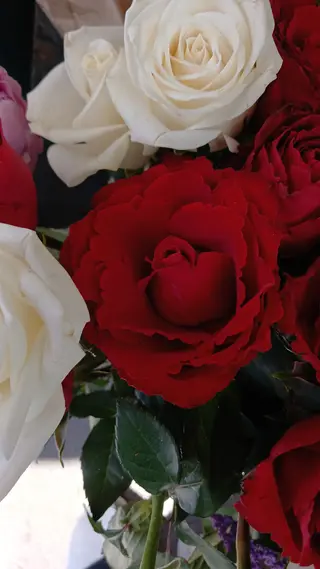 Rosa rossa