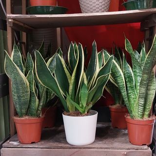 Sanseveria pianta grassa appartamento casa