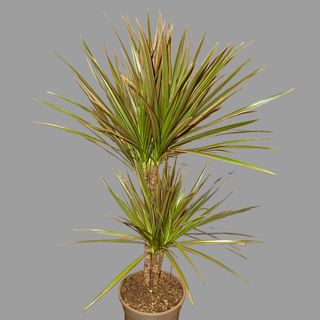 Dracena 