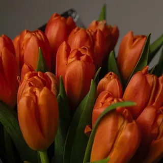 Ramo de 10 tulipanes naranjas