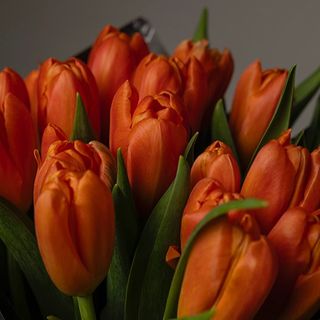 Ramo De 10 Tulipanes Naranjas