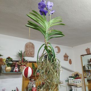 Vanda 