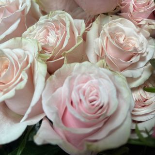 Роза бяло-розова (1бр)