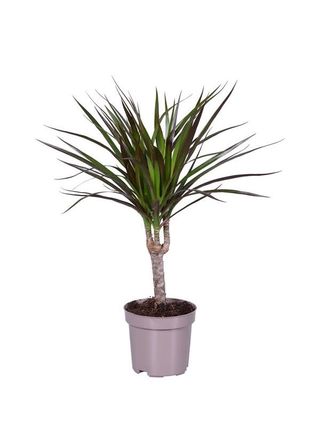 Dracena mala