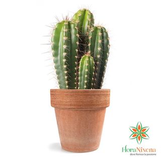 CACTUS MEDIO