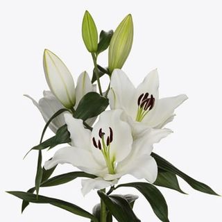 Lilium orientale bianco