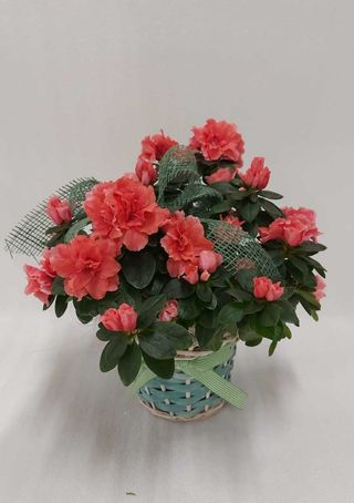 Azalea rosa con cesto