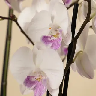 Orquidea butterfly 2 tallos