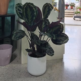 Calathea