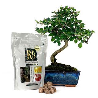 Pack Bonsái Carmona 6 años y abono japonés 240g