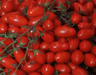 Pomodorini Datterini