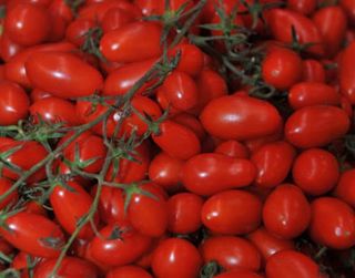 Pomodorini Datterini