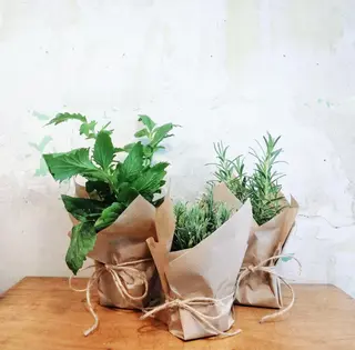 Kit Plantas Jardín 