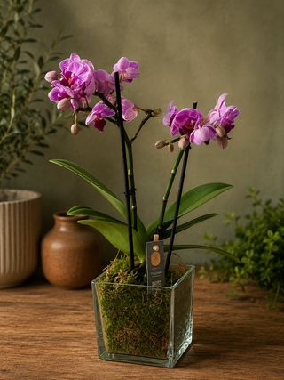 Orchidea in cubo di vetro piccola