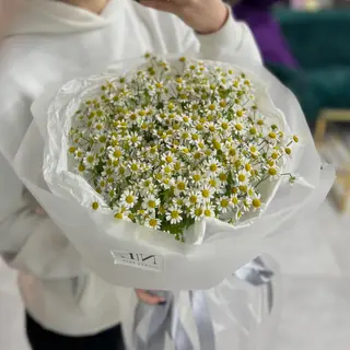 Польова ніжність 