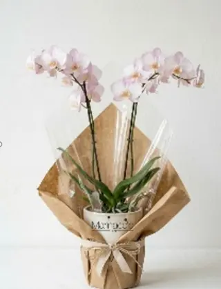 Phalaenopsis 35
