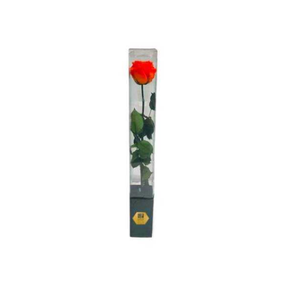 Rosa Laranja Preservada
