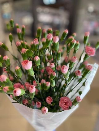 21szt- goździki różowe