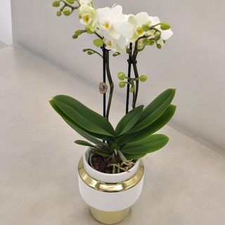 Mini Orquídea Kolibrí