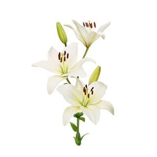 Giglio bianco o rosa singolo