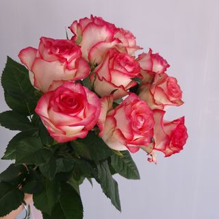 Троянда рожева 9 шт