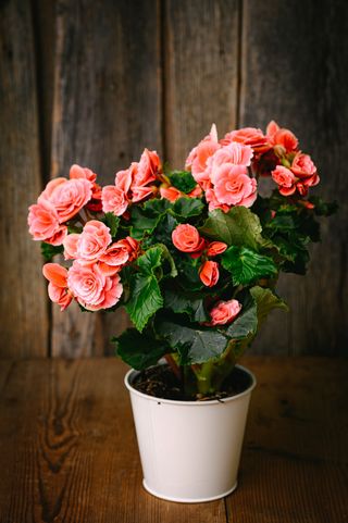 Розова бегония